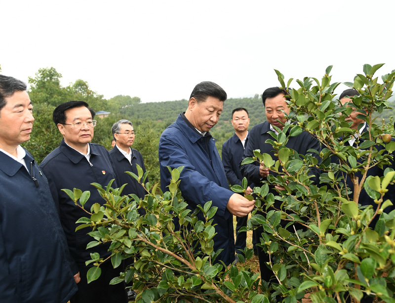 　　9月16日至18日，中共中央總書記、國家主席、中央軍委主席習近平在河南考察。這是17日上午，習近平來到信陽市光山縣槐店鄉(xiāng)司馬光油茶園，實地察看油茶樹種植和掛果情況。新華社記者 謝環(huán)馳 攝